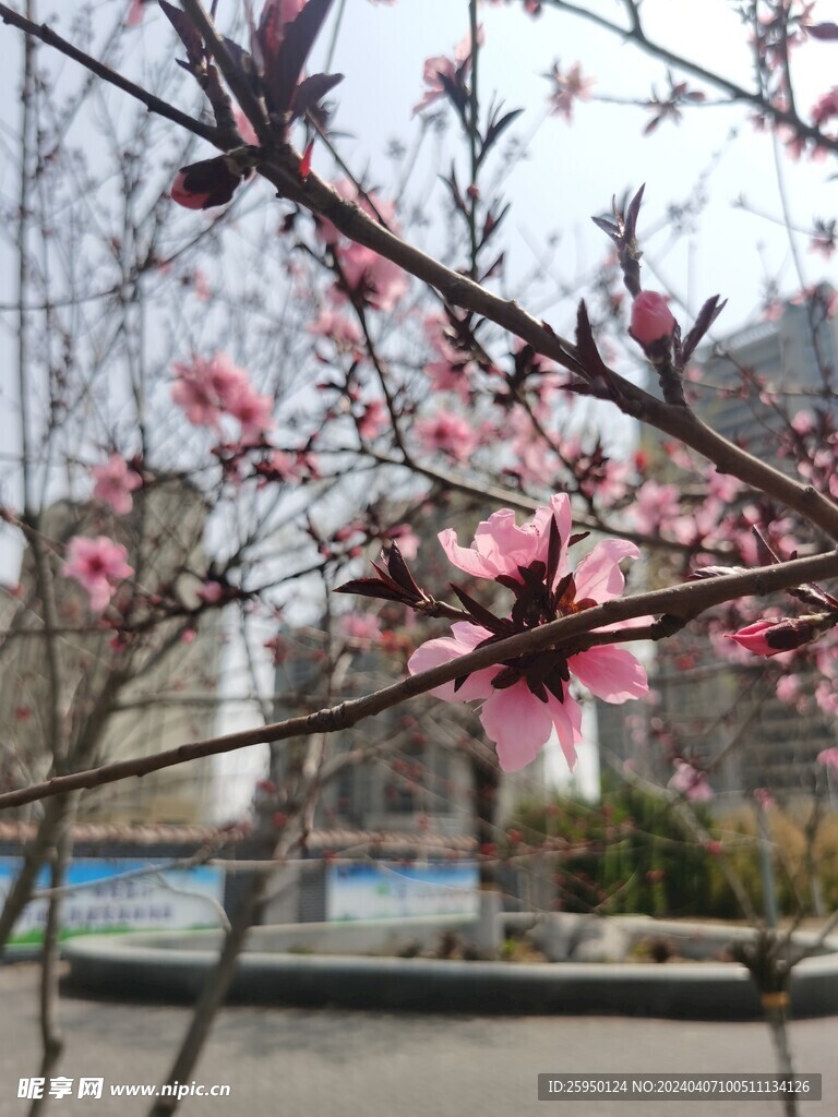 桃花