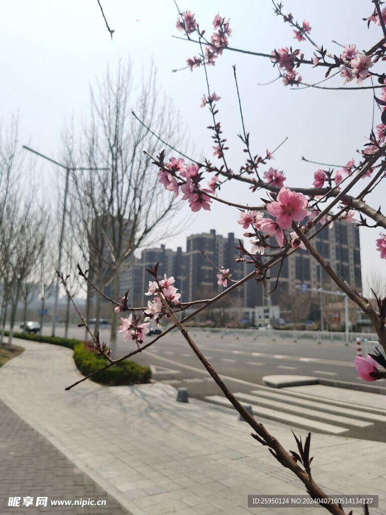 桃花