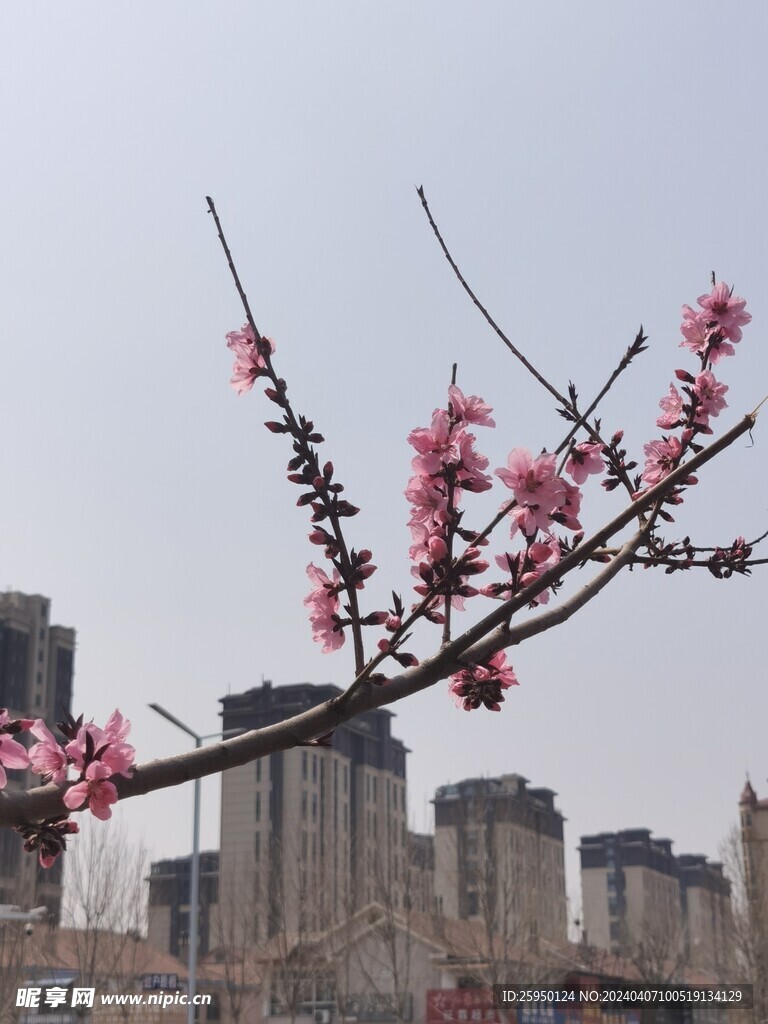 桃花