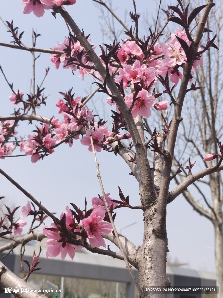 桃花