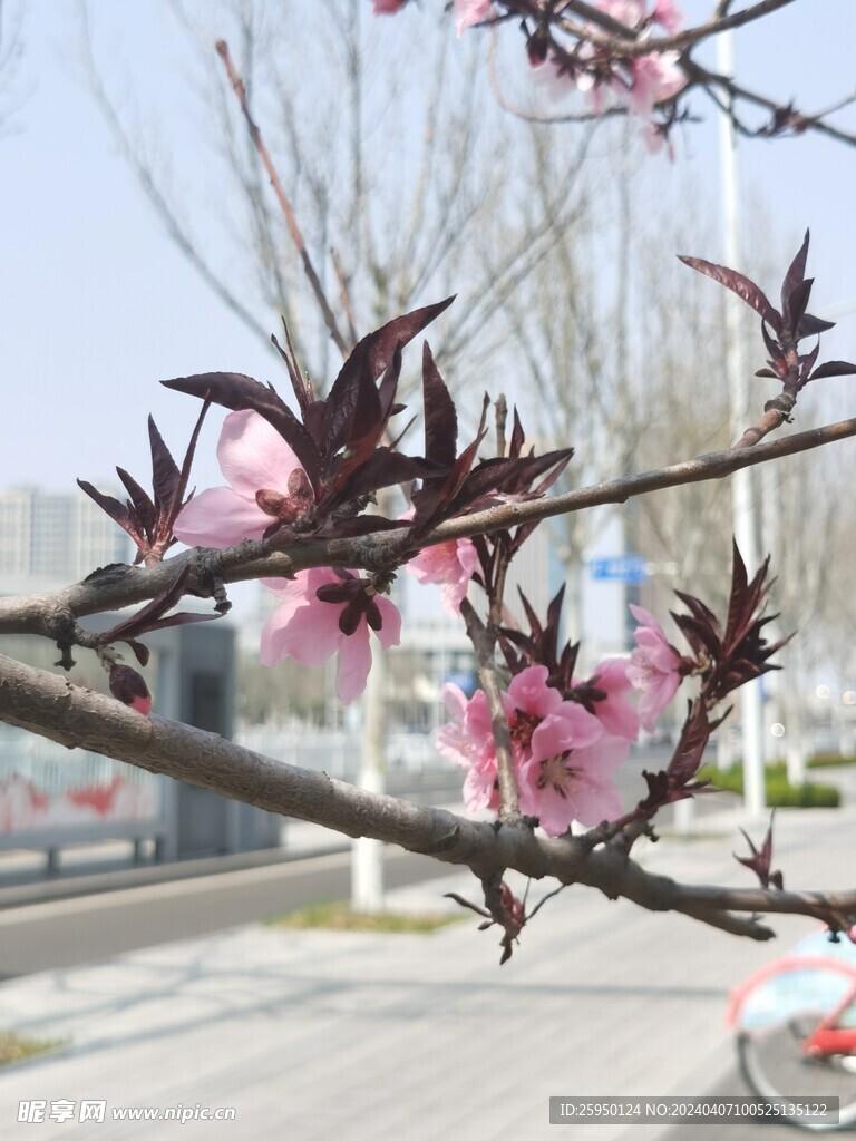 桃花
