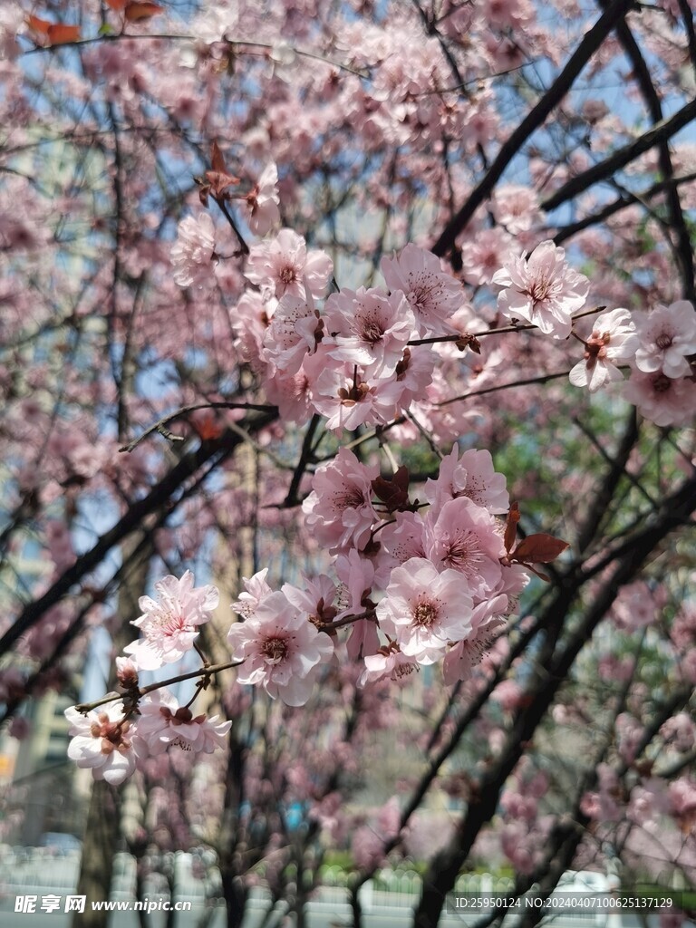 樱花树