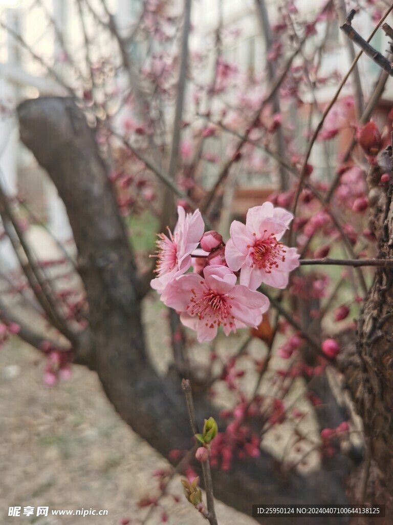 美人梅