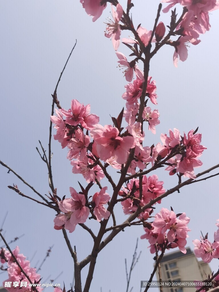桃花树