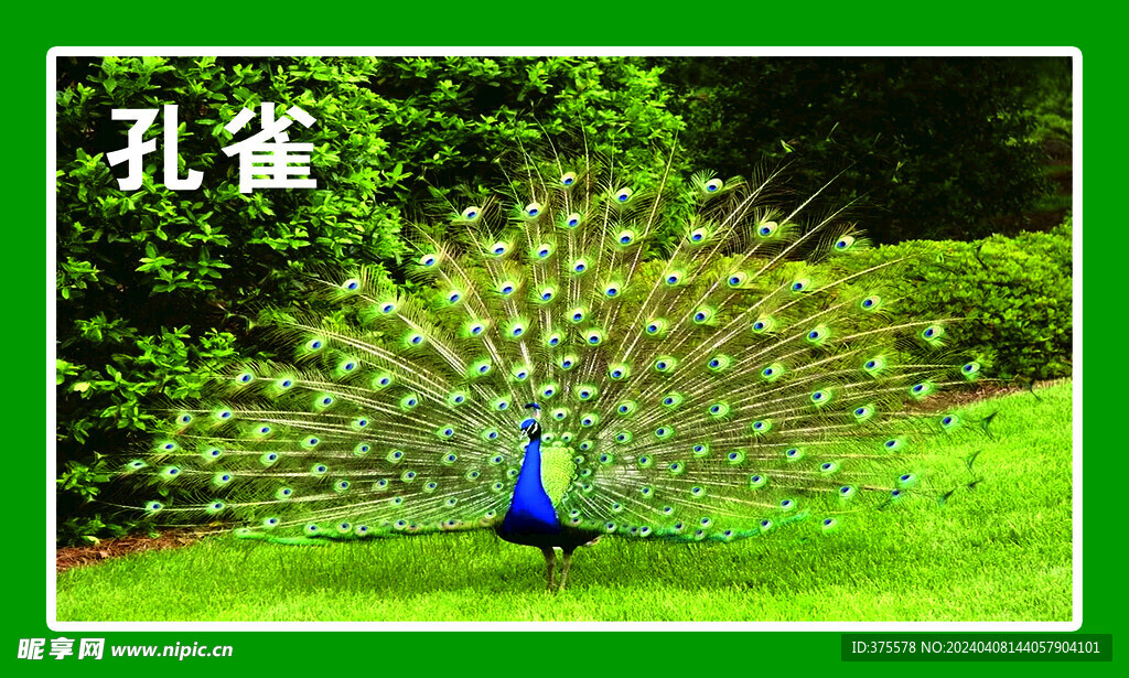 孔雀
