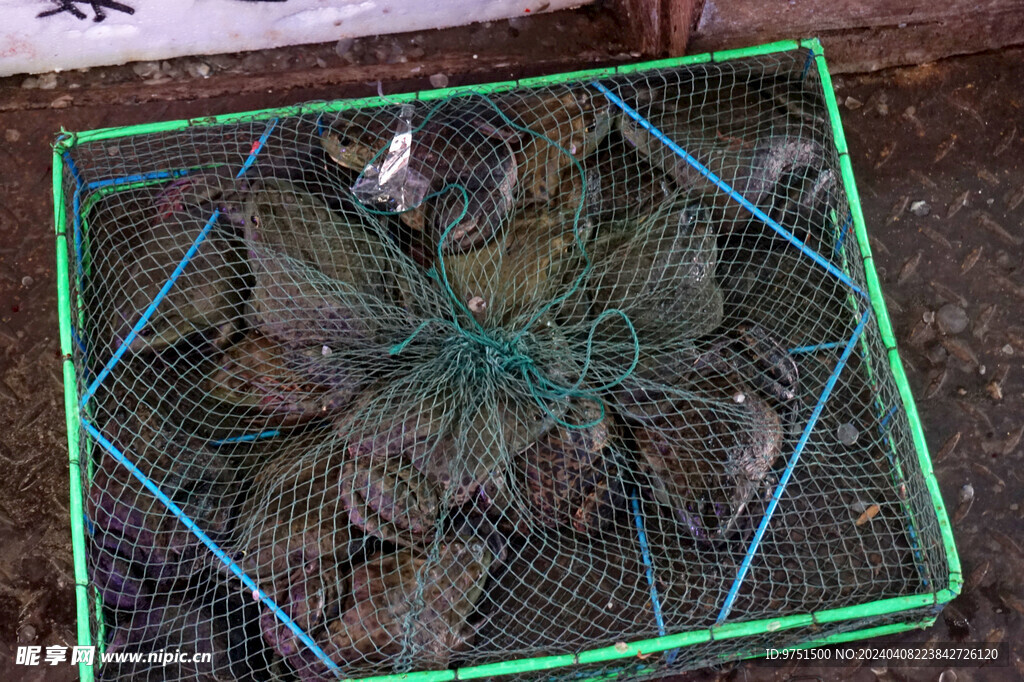 牛蛙