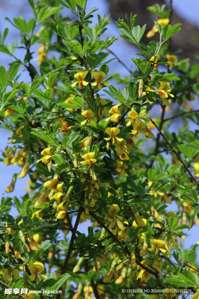 金雀花