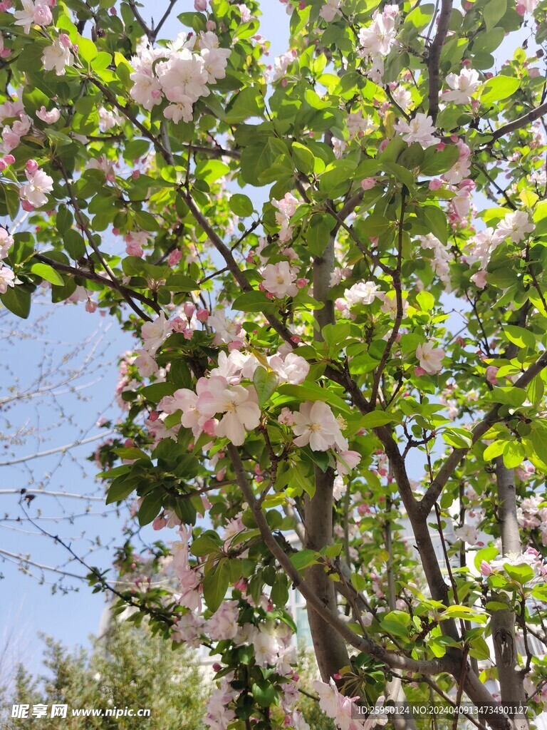 海棠花