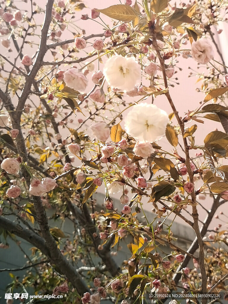 樱花