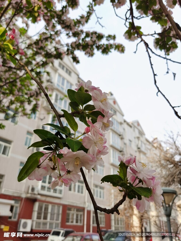 海棠花