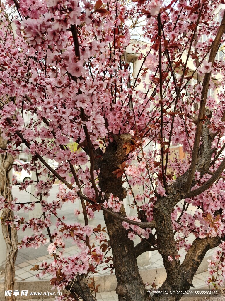 美人梅 