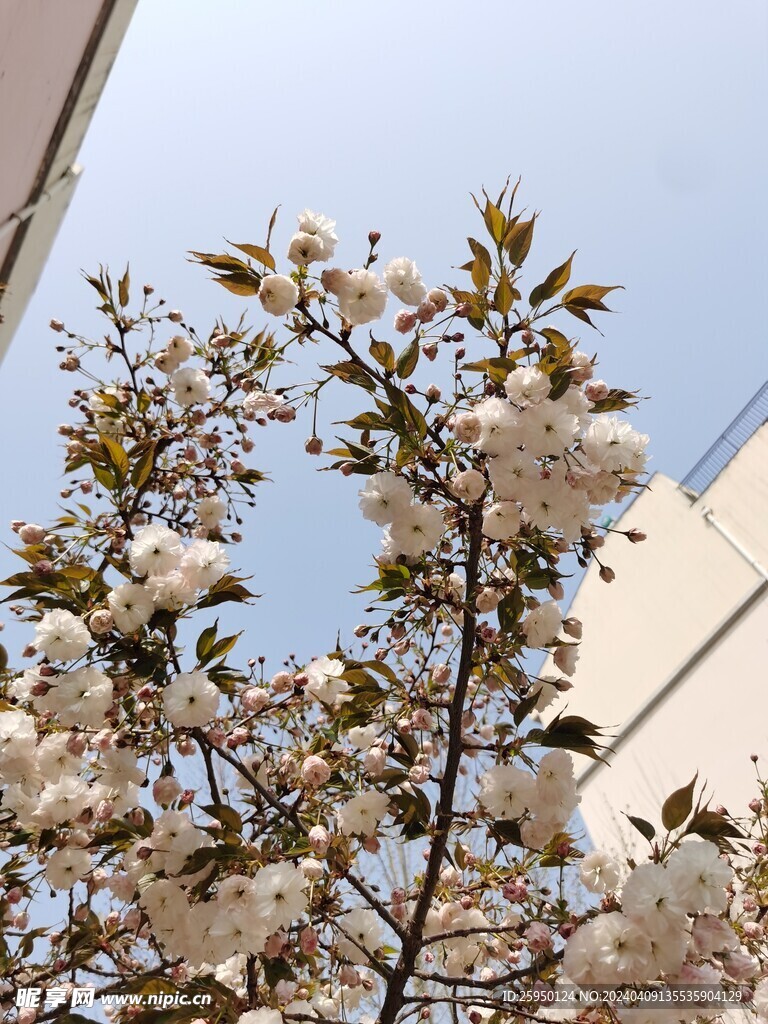 樱花