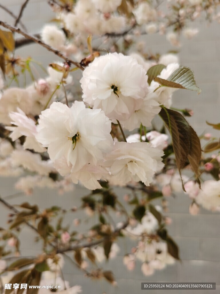 樱花