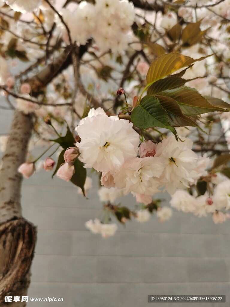 樱花