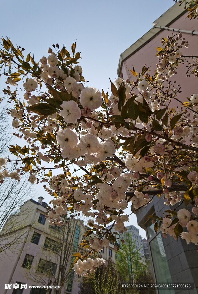 樱花
