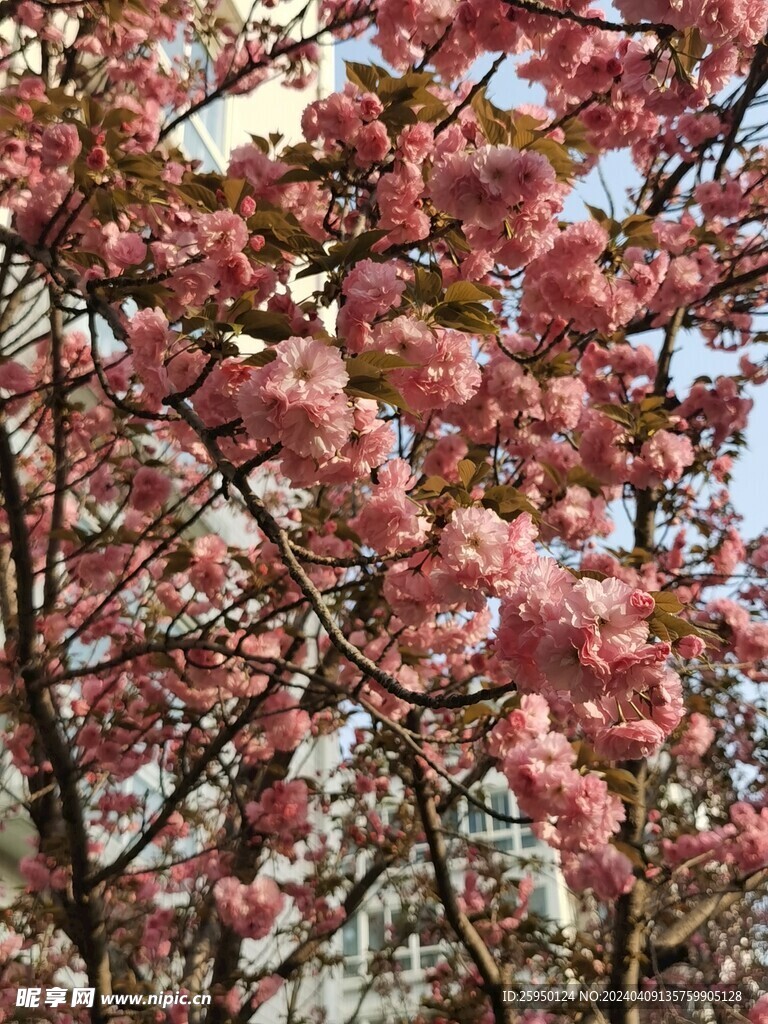 樱花