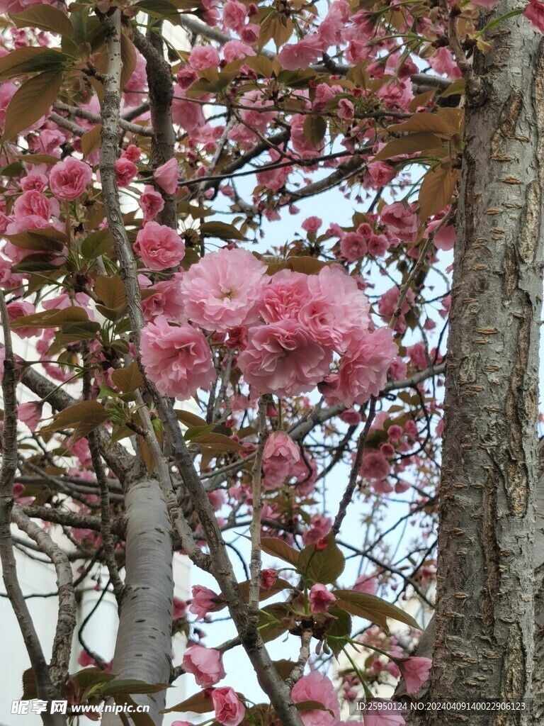 樱花