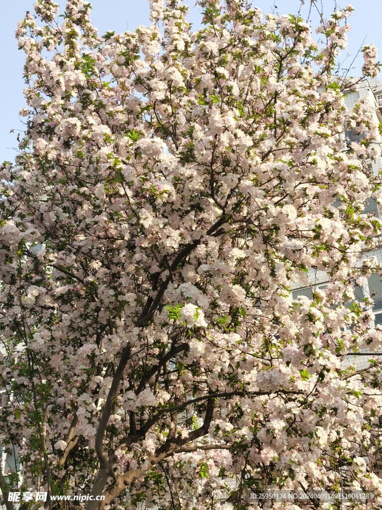 海棠花