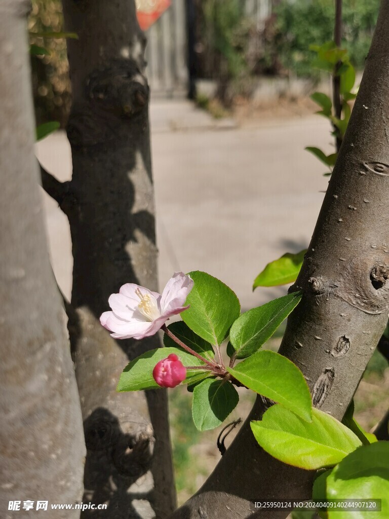 海棠花