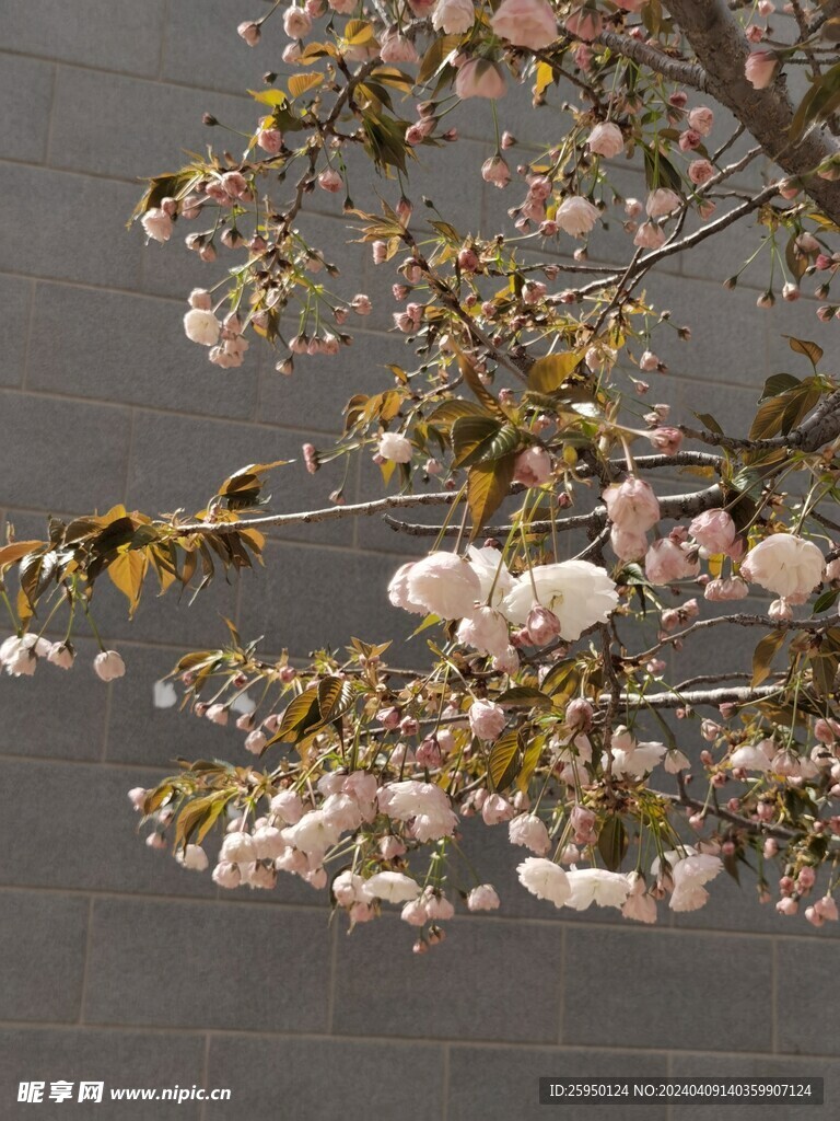 樱花