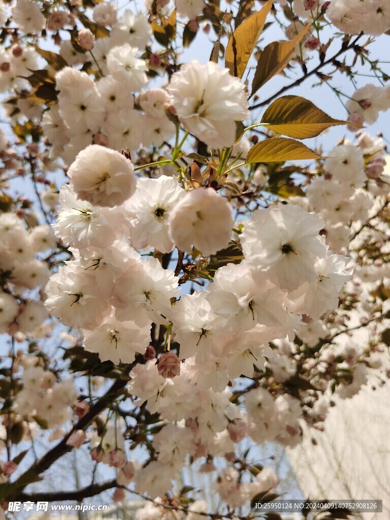 樱花