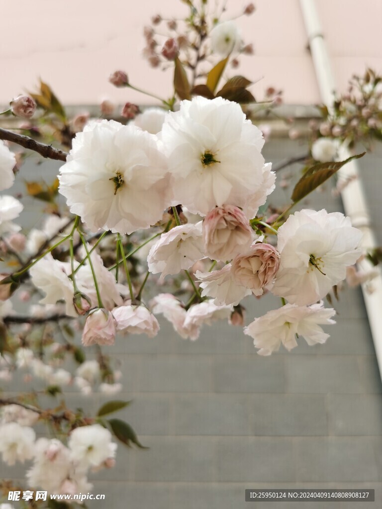 樱花