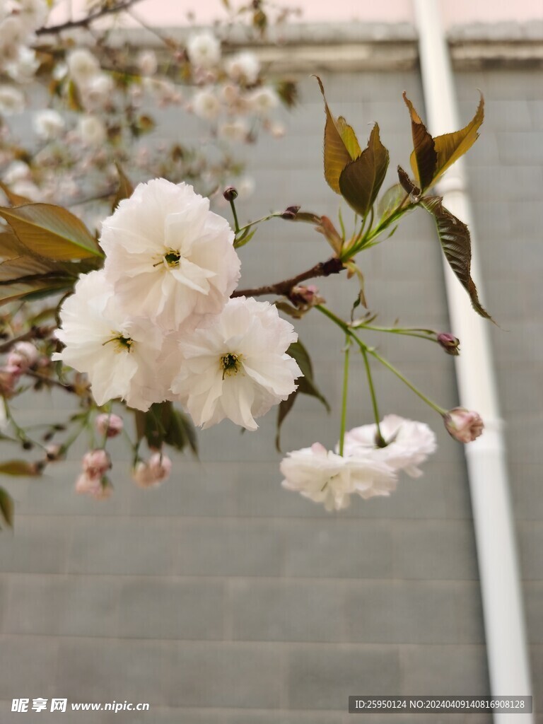樱花