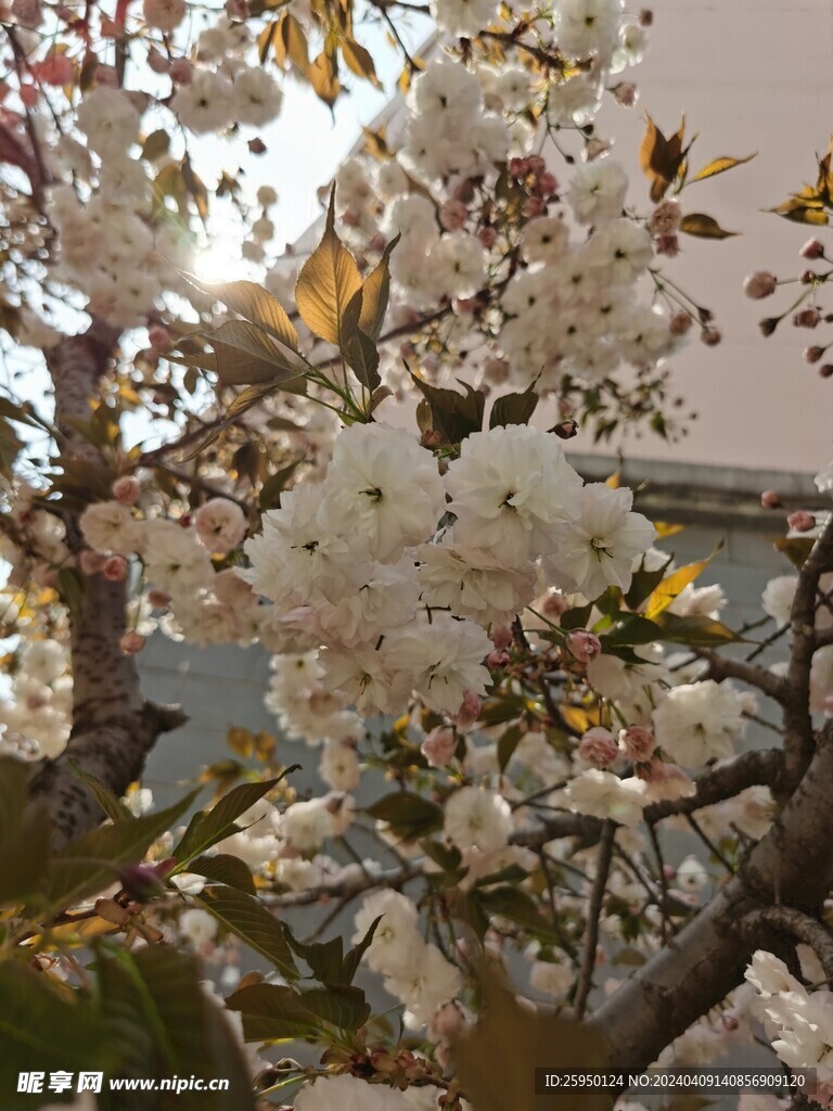 樱花