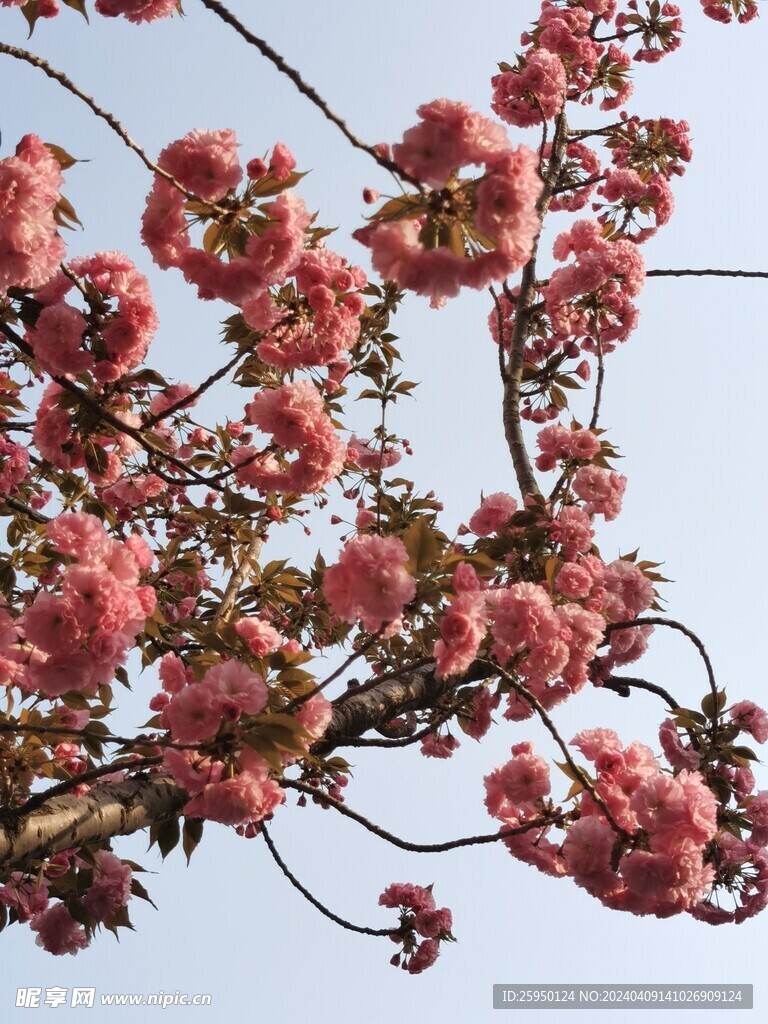 樱花