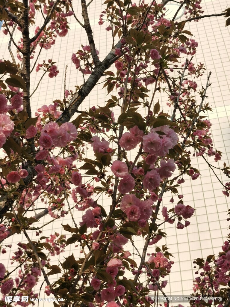 樱花树
