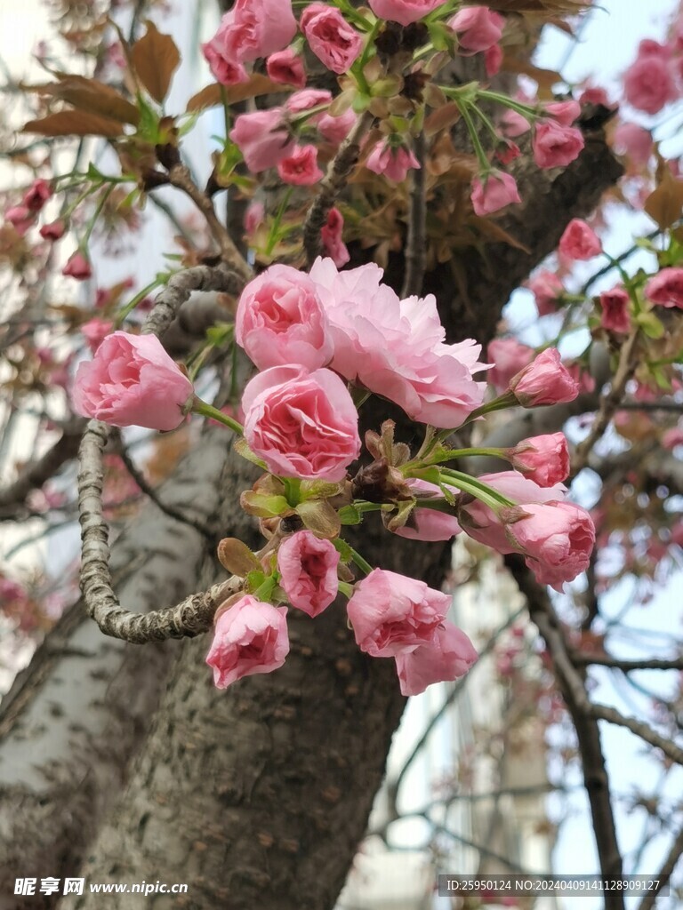 樱花树