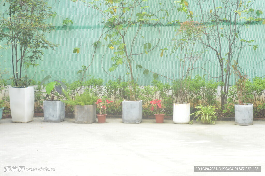 小院植物