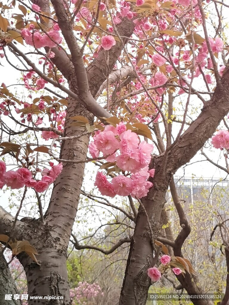 樱花树