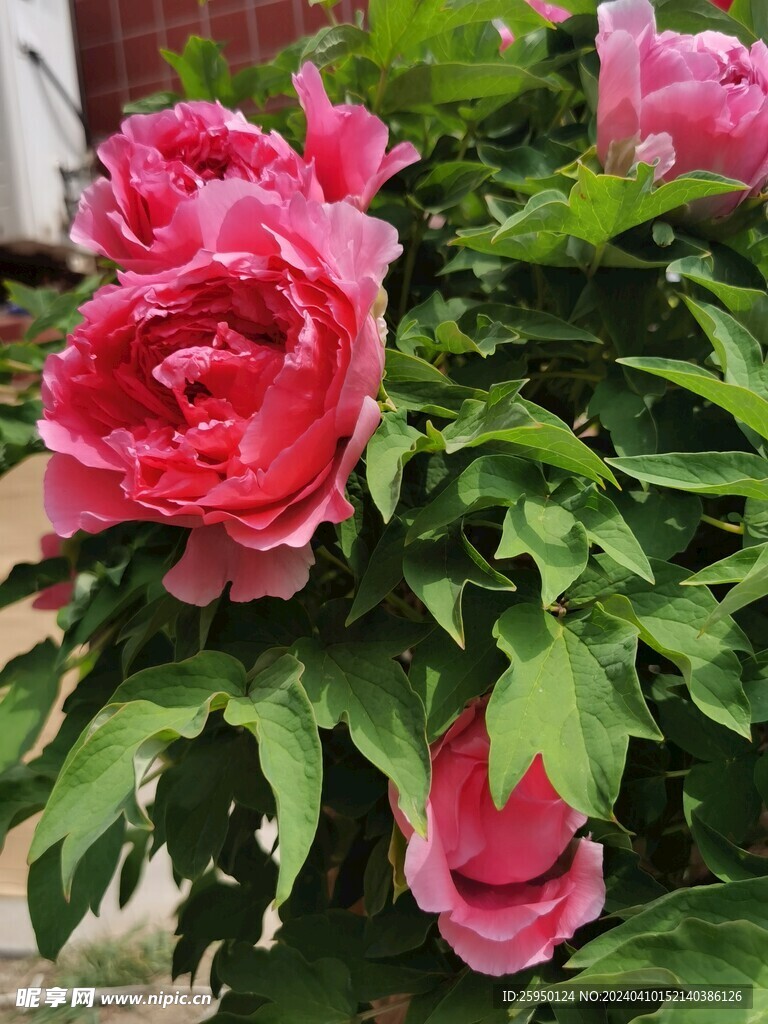 红牡丹