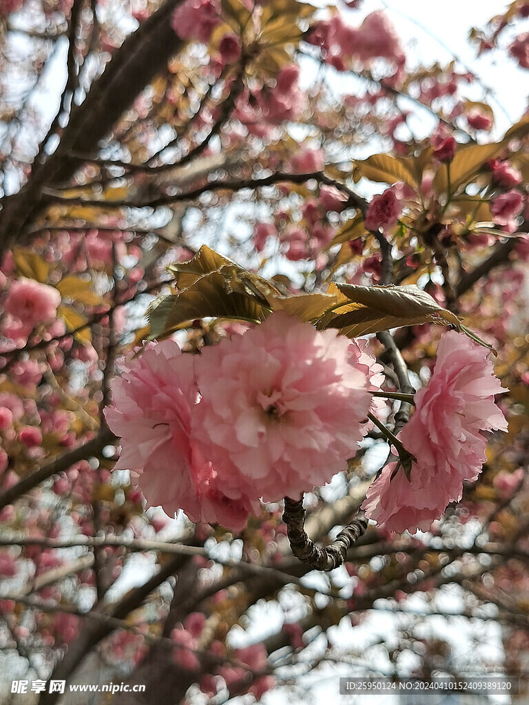 樱花树