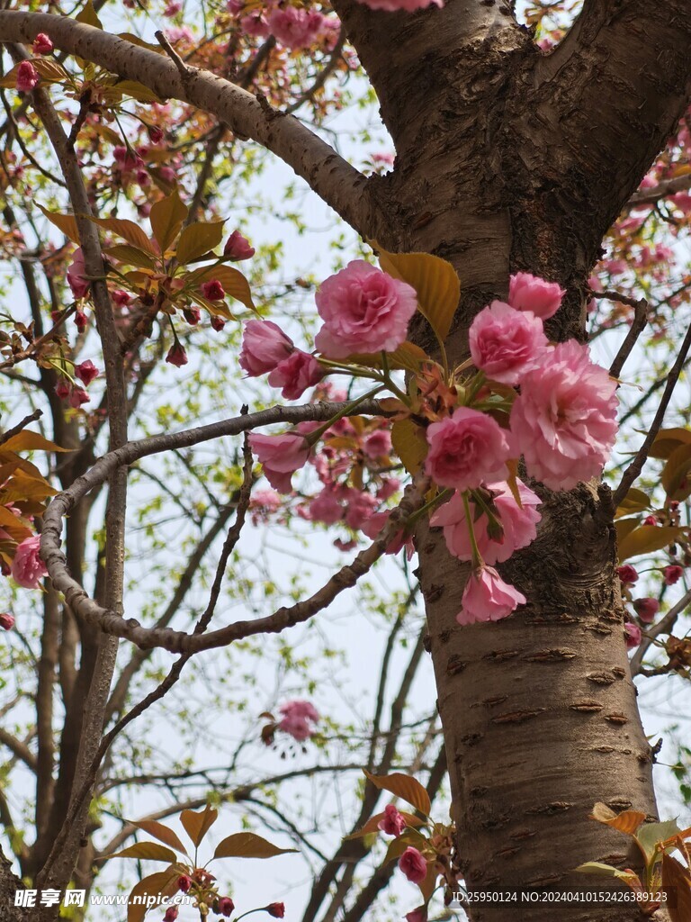 樱花树