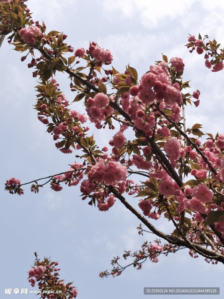 樱花树