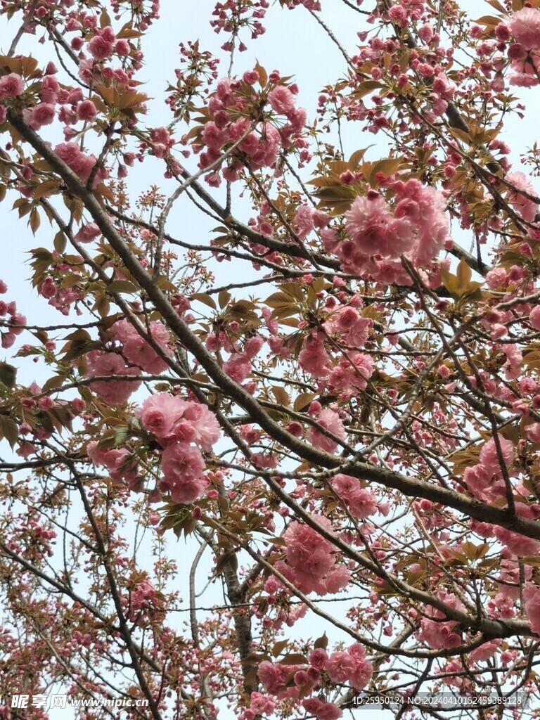 樱花树