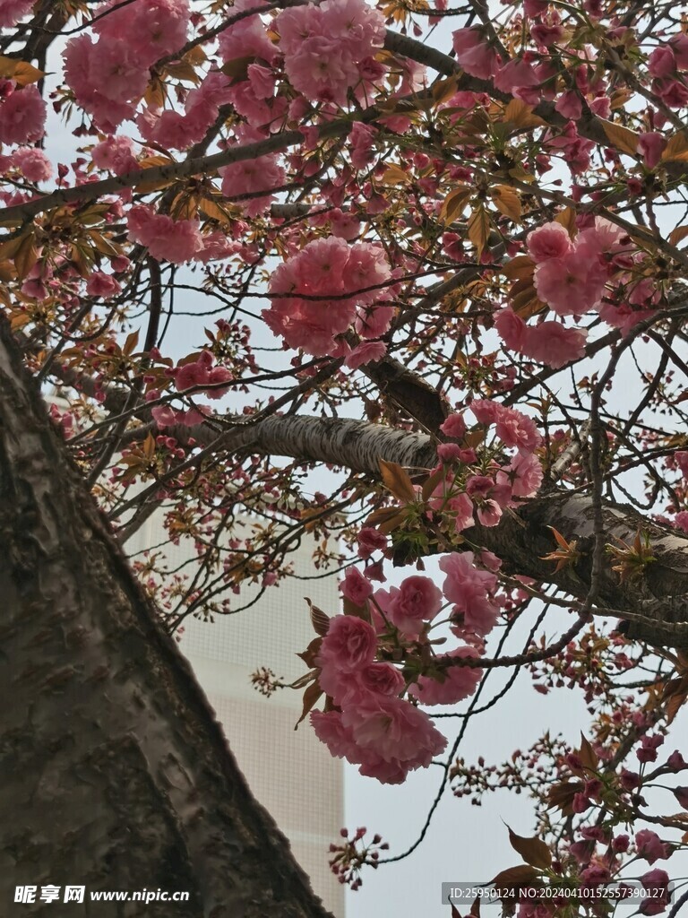 樱花树