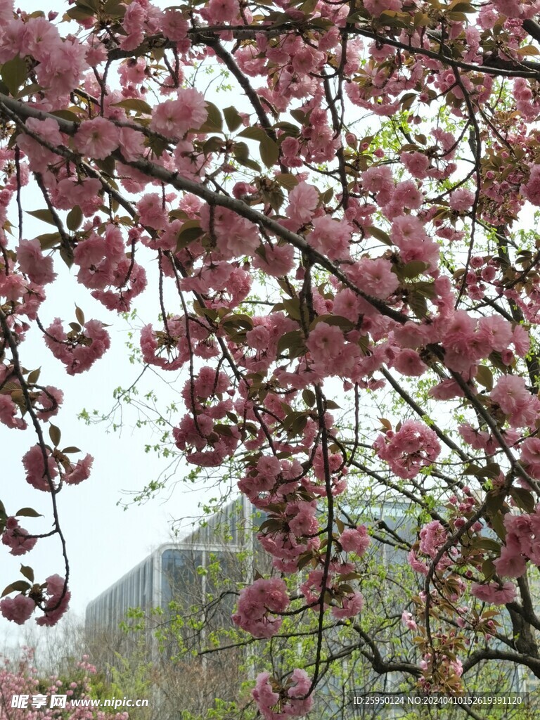 樱花树