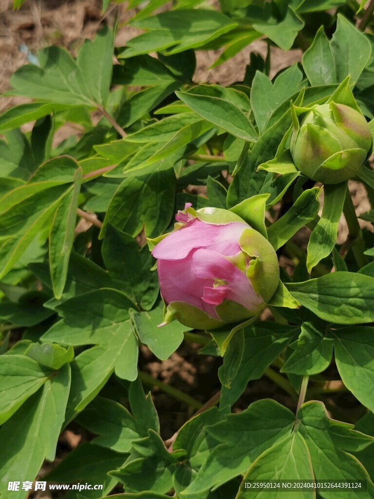 红牡丹
