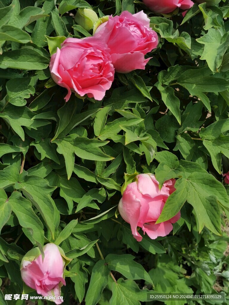 红牡丹