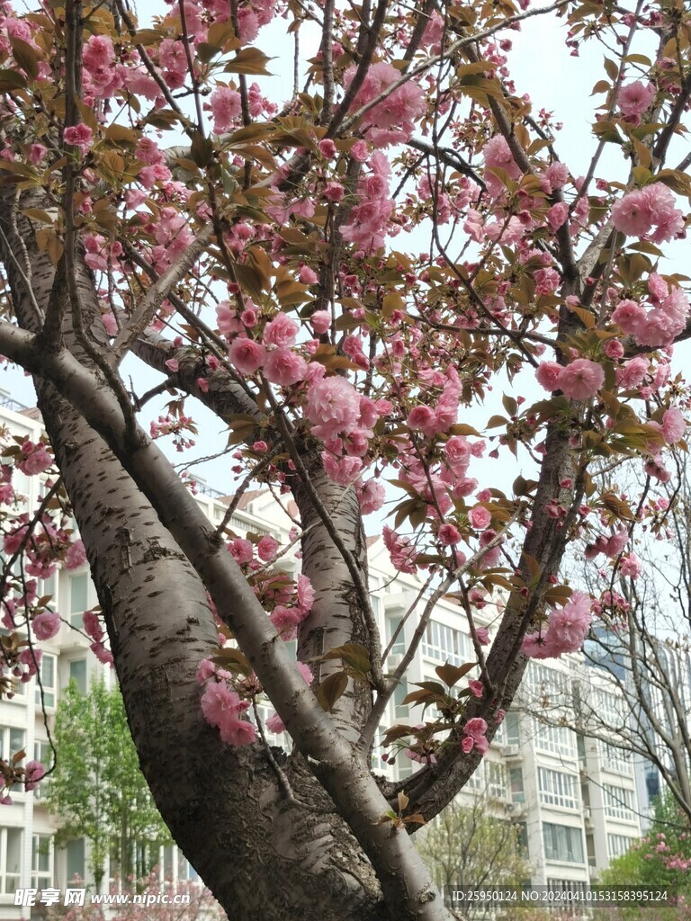 樱花
