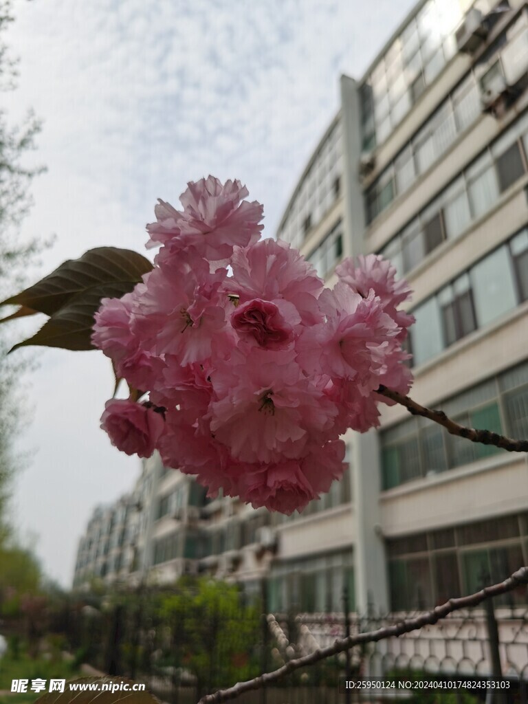 樱花