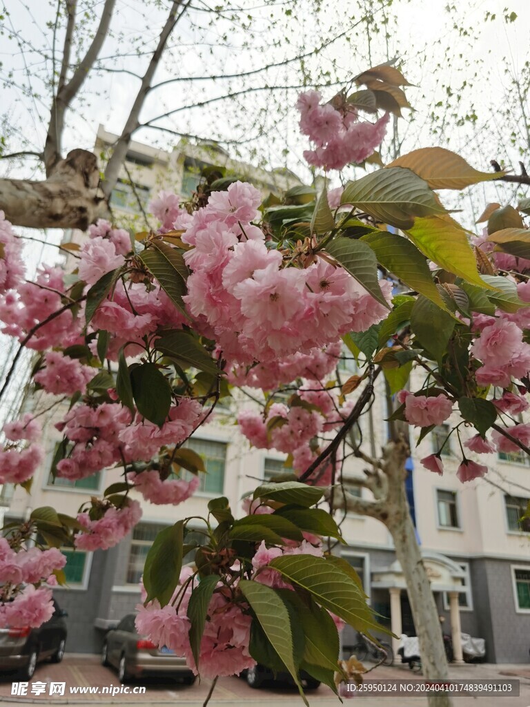 樱花