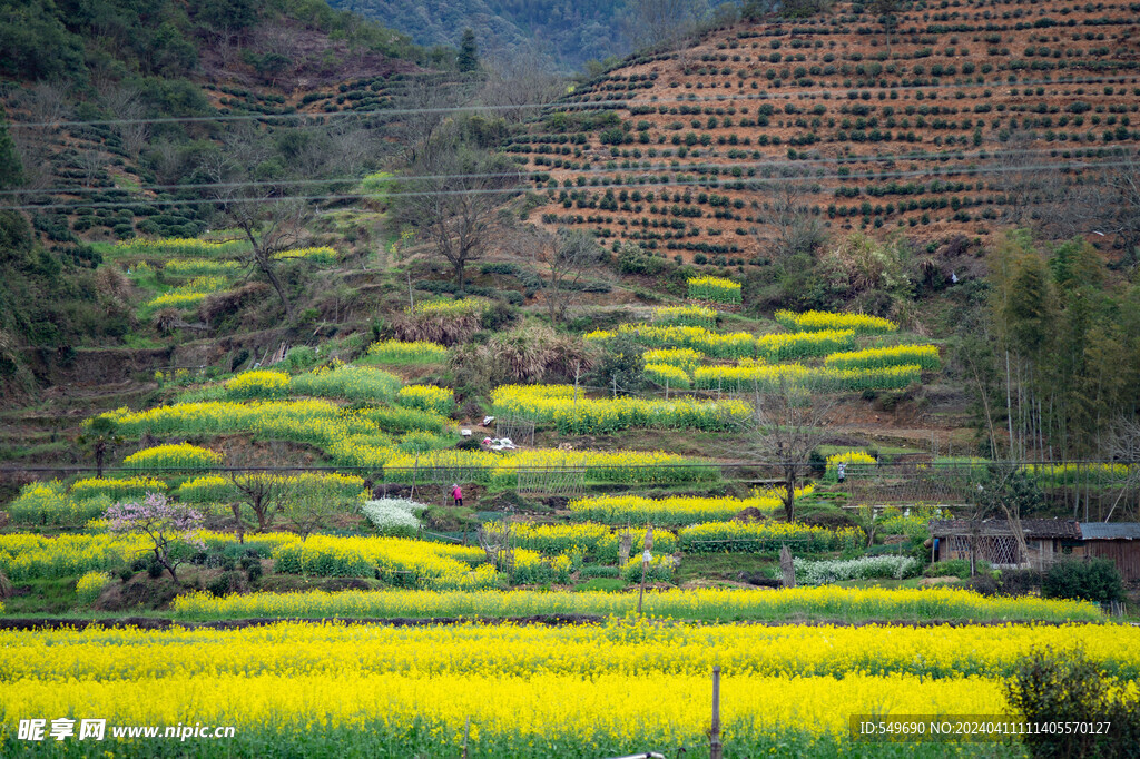 菜花田园风光图片