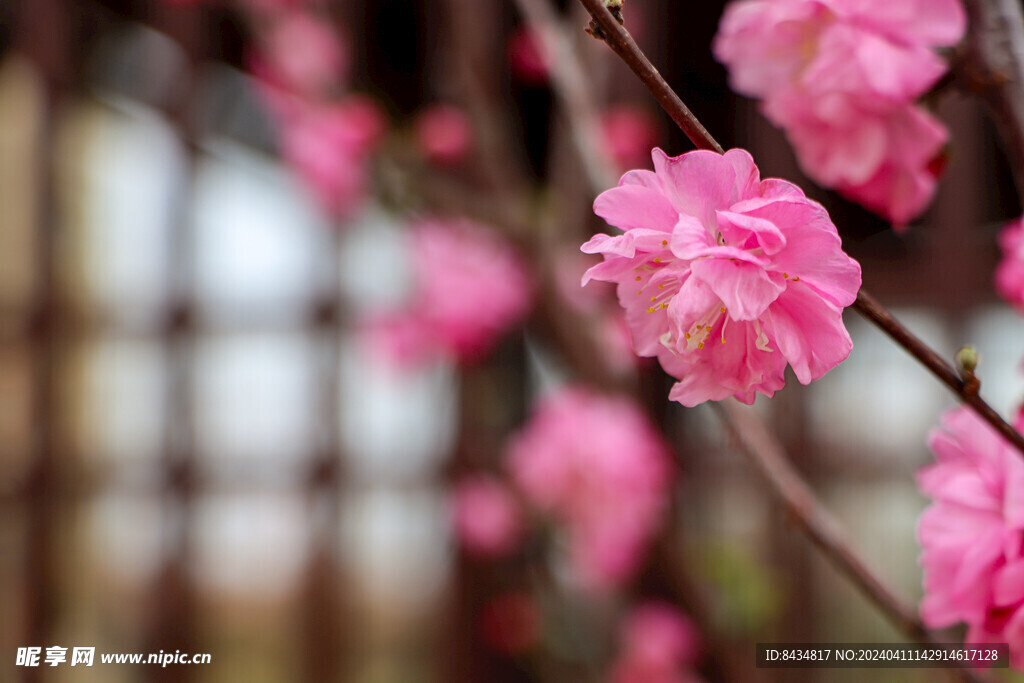 春花影烂漫