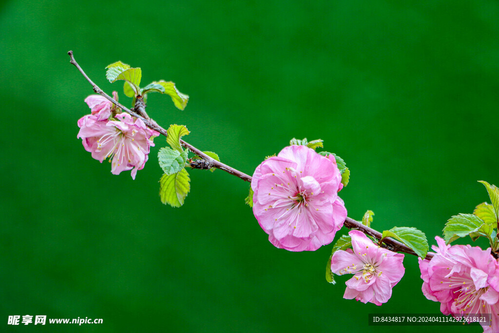 春花舒枝