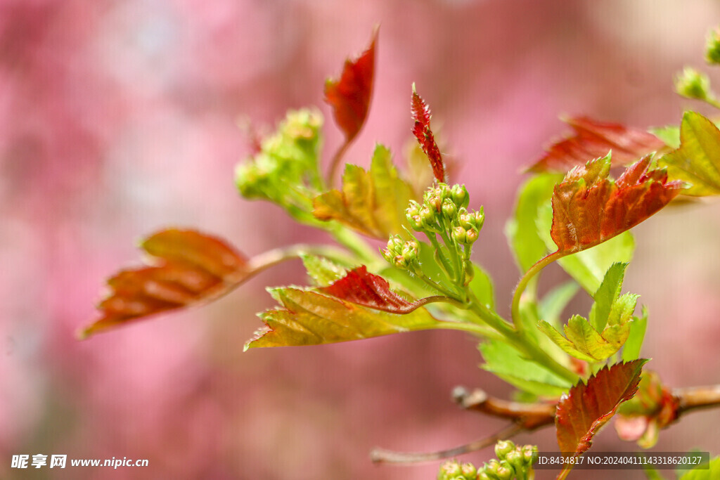 山楂树发芽了