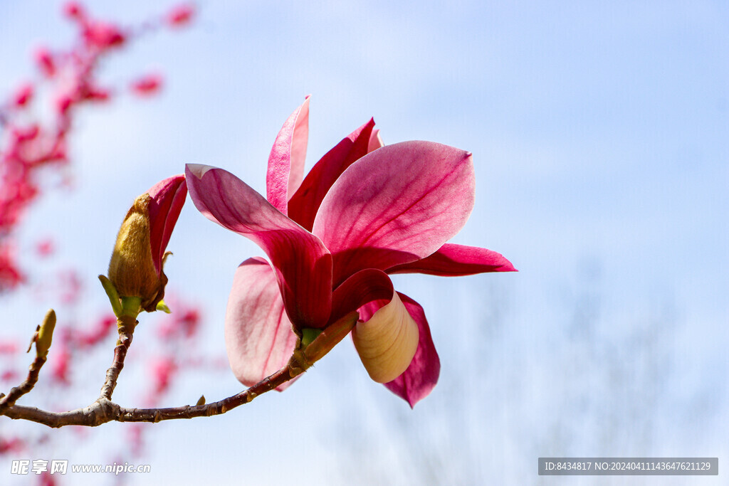 玉兰花